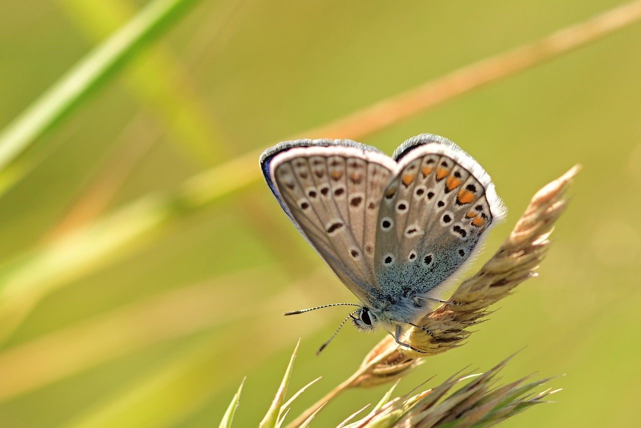 How to Create a Butterfly-Friendly Backyard